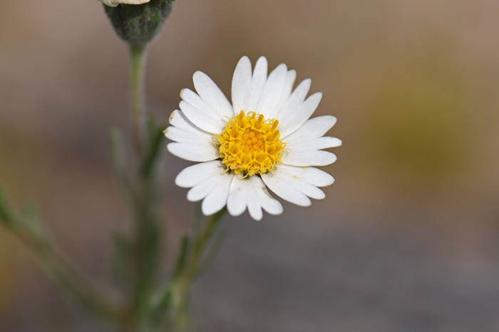 Whitedaisy Tidytips has showy pure bright white 1.5-inch (4 cm) flowers with beautiful golden-yellow centers as seen here. Layia glandulosa